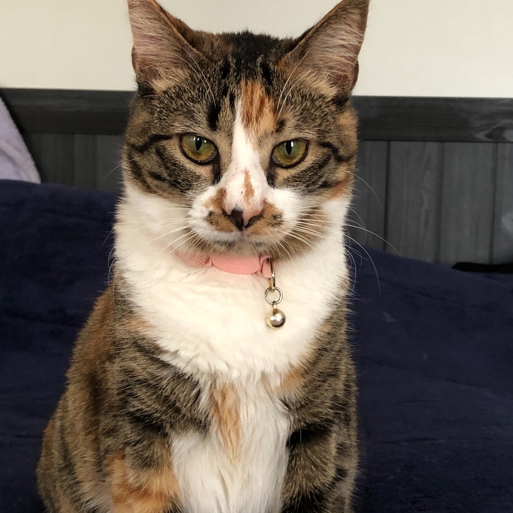 Meet your Posher, Cara